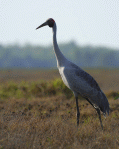 Brolga